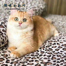 猫咪交易网 金渐层多少钱一只 养一只金渐层是怎样的体验