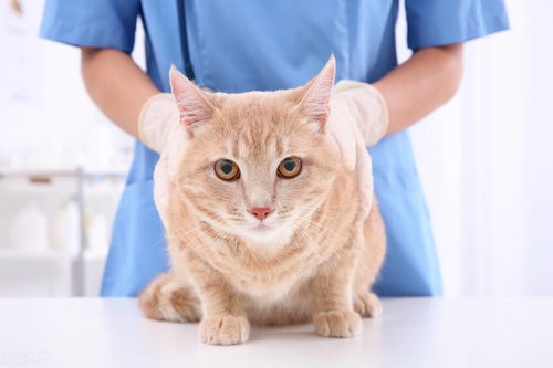 猫咪胰腺炎如何判断 猫咪怎么治疗