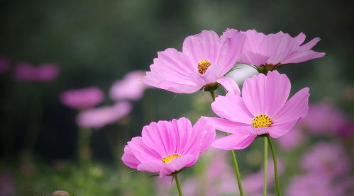 4月下旬,桃花耀眼,有望和命定良人牵手共白头的星座