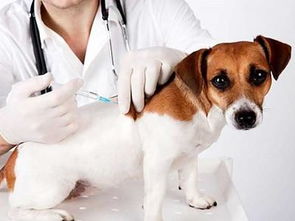 狗狗感冒刚好可以打疫苗吗 