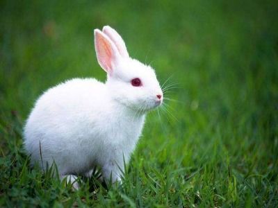 兔子是群居还是独居的 