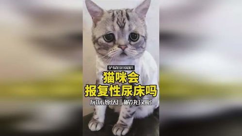 猫咪真的会报复性尿床吗 四种尿床原因和解决方案