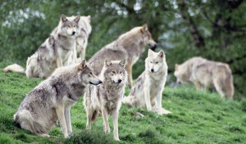 小狼与母狼找到一个与世隔绝的山谷,便开始繁衍后代 