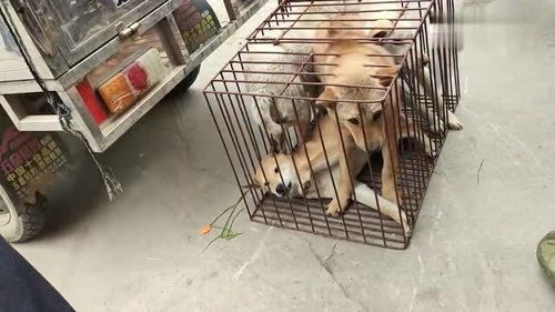4条土猎狗被装进笼子就打架,出现狗贩子后一秒让狗安静 