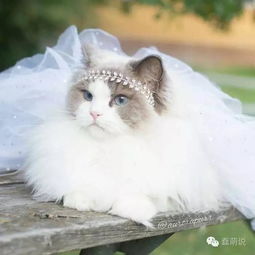 世界上最美猫咪果然名不虚传,猫奴都想结婚了 
