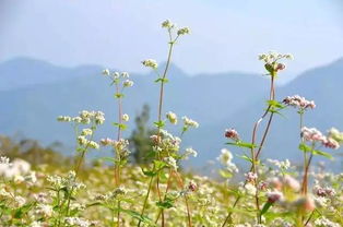 关于田野怒放荞麦花的诗句