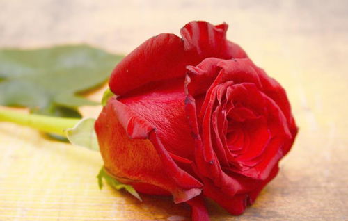 爱上养花,首选这款 精品玫瑰 果汁阳台,爆成花海,花姿卓越