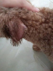 我家狗狗耳朵发炎了,然后我跟它滴药水,但是它总是动,药水就不小心滴到耳朵的毛上面了一个晚上了还没干 