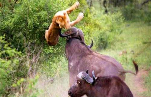 雌雄水牛正在交配,狮子却来打扰捕杀,水牛的举动亮了