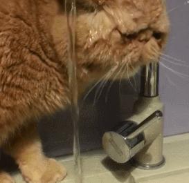 一只不走寻常路的猫咪,就连喝水都是 