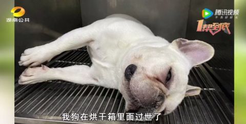 爱犬死在宠物医院 当事人 为何死在烘干机内