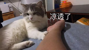 养猫的乐趣,你可能想象不到