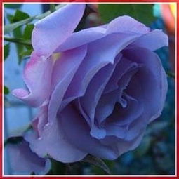 有没有紫色的花,代表高雅 优美,还有蓝色 
