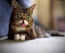 为什么猫总是吐着一点舌头 猫老爱吐舌头怎么回事 