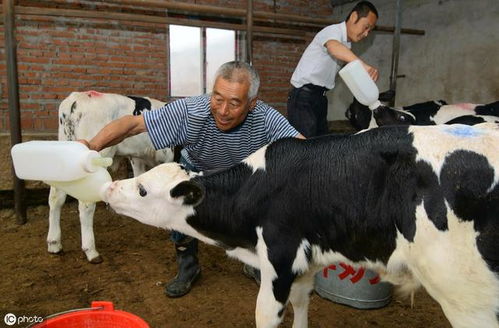 使用发酵床养牛可行吗 为何肉牛养殖场从来不用这种技术 