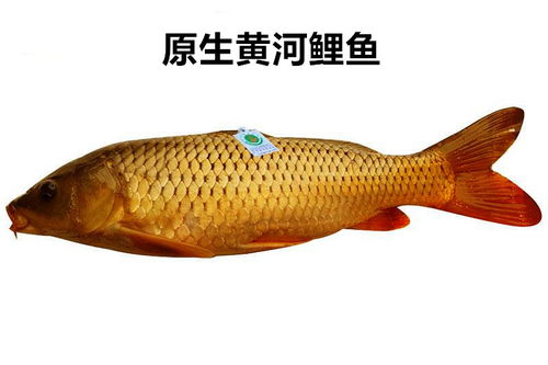 黄河大鲤鱼受热捧,曾经的 淡水鱼王 还能吃到吗
