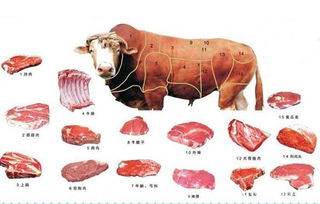 牛肉什么地方最好吃 牛肉常见部位特点及其烹饪法 