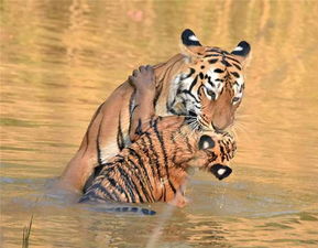 虎妈妈与虎宝宝这样一个简单的温馨一幕,超暖心,让人深感母爱