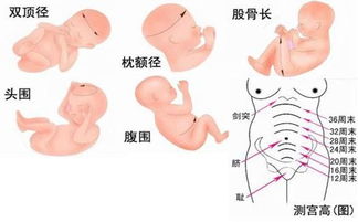 39周胎儿双顶径标准对照表