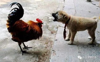 青梅竹马的狗和鸡,主人当狗的面把鸡杀了后,狗的做法让人感动