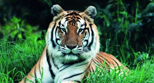 最接近老虎直系祖先 中华古猫 的国家一级保护动物 华南虎