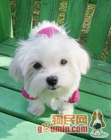 我在荆州上学 我想买一只马尔济斯犬短毛的 哪里可以买到 