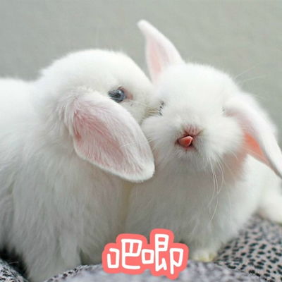 兔子表情图片大全 兔斯基QQ表情包 兔斯基动态表情 腾牛个性网 