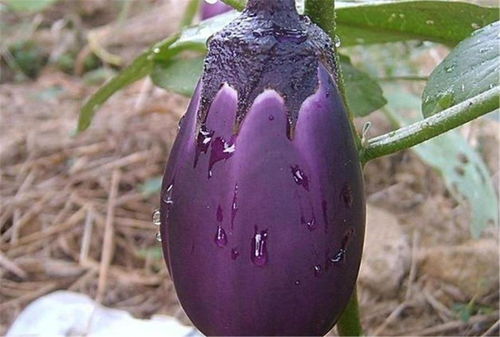 紫色的菜叫什么,5种罕见的紫色蔬菜？