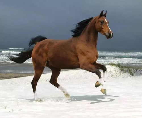 心理测试 选一匹马当你坐骑,测在爱情慢跑中你是什么类型运动员