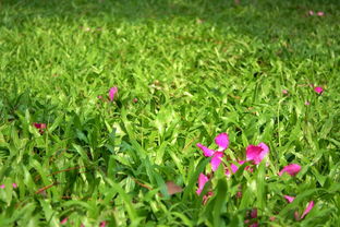 花落草地