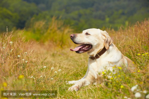 狗在草地上Dog on meadow photo 