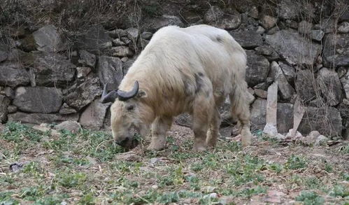 羚牛现身长安小山村 悠然觅食油菜田