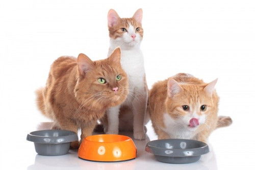 猫长期补充营养喂肉罐头吗,猫吃肉罐头能补充营养吗 
