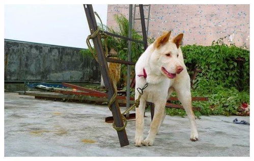 你见过广东五红狗吗 传说是旺家旺财的福狗