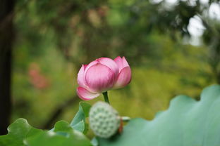 文明之花，绽放在时光长河