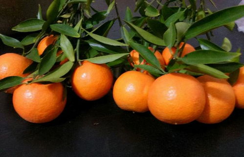 明日见柑橘热炒背后,其潜在风险不容忽视
