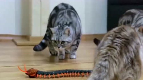 主人给猫咪买的蜈蚣玩具,五只猫被吓得到处跑,接下来憋住别笑 