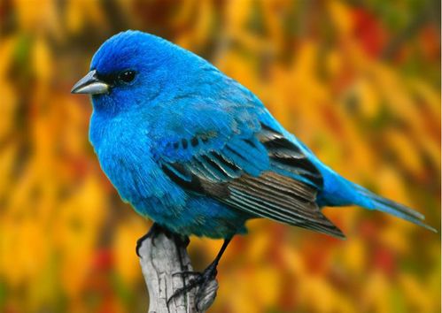 少儿创意美术课题 蓝歌鸲 ,蓝色的鸟真的好漂亮
