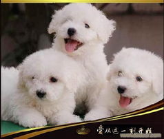 上海犬舍出售纯种比熊幼犬价格 上海哪里卖比熊幼犬多少钱