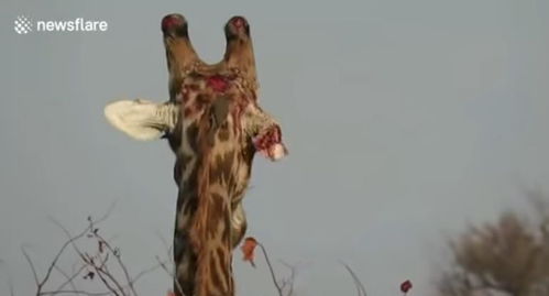 罕见的长颈鹿决斗 甩脖子攻击,赢了还把对方踩脚下示威