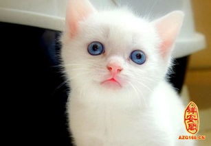 做梦梦见小白猫是什么意思 周公解梦 