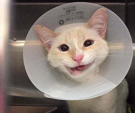 可怜的小猫咪下巴被撞断,没想到治愈后的样子网友都说因祸得福