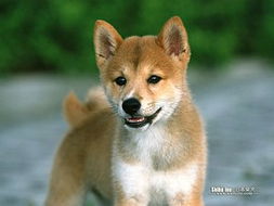 明星宠物狗 日本柴犬 Japanese Shiba Inu 