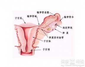 卵巢畸胎瘤腹腔镜术后注意事项