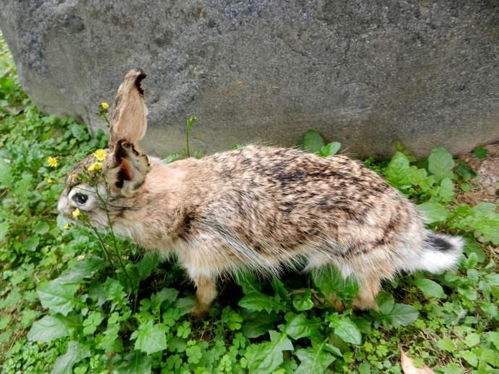 公羊兔价格多少钱一只 巨型肉兔公羊兔多少钱 