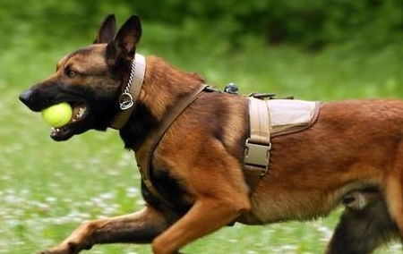 警犬界的新秀 马犬,一只没有胆量养的狗