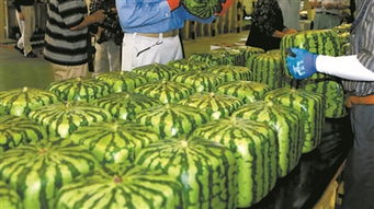 方形西瓜是怎么种植的,日本方形西瓜上市，一个卖90美元，为什么方形西瓜这么贵