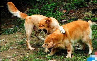 两只狗狗结伴玩耍,相依相偎,最后一张看的出来非常和谐