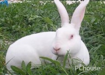 哈瓦那兔饲养环境