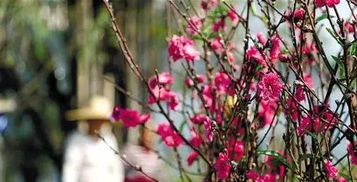 广州现800亩桃花花海 4处景点最适合赏桃花